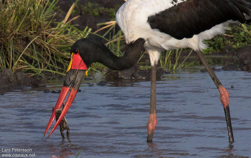 Saddle-billed Stork male adult, feeding habits, fishing/hunting