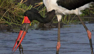 Saddle-billed Stork