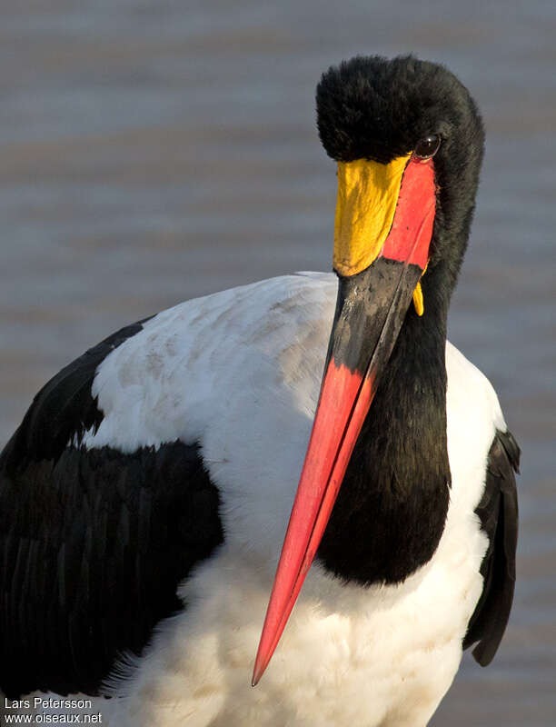 Jabiru d'Afrique mâle adulte nuptial, portrait