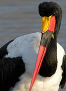 Saddle-billed Stork