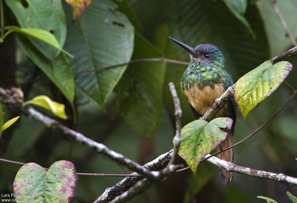 Bluish-fronted Jacamar female adult, identification