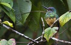 Jacamar à couronne bleue