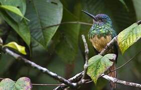 Bluish-fronted Jacamar