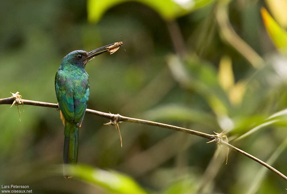 Bluish-fronted Jacamaradult, feeding habits