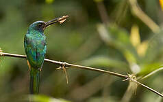 Jacamar à couronne bleue