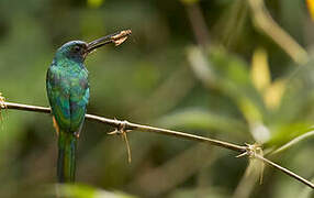 Bluish-fronted Jacamar