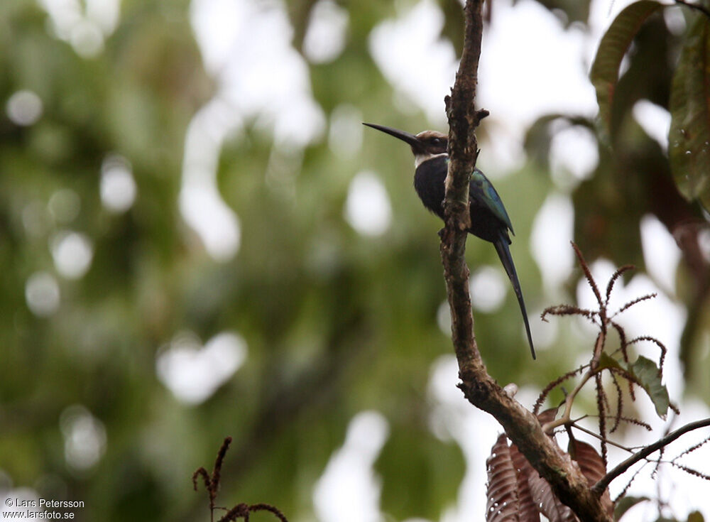 Jacamar à longue queue