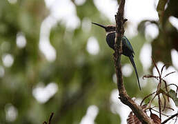 Jacamar à longue queue