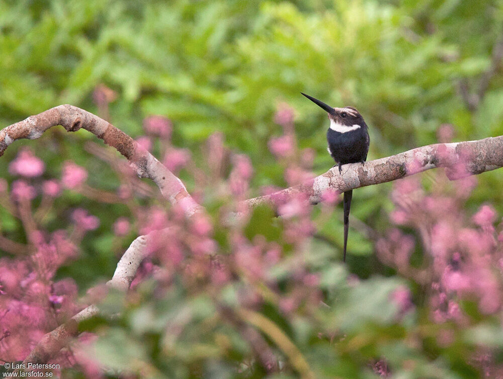 Paradise Jacamar