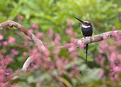 Jacamar à longue queue