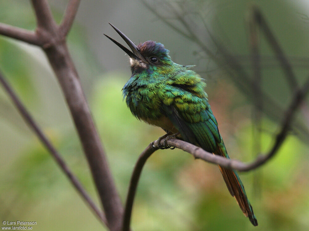 Jacamar à menton blanc