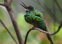 Jacamar à menton blanc