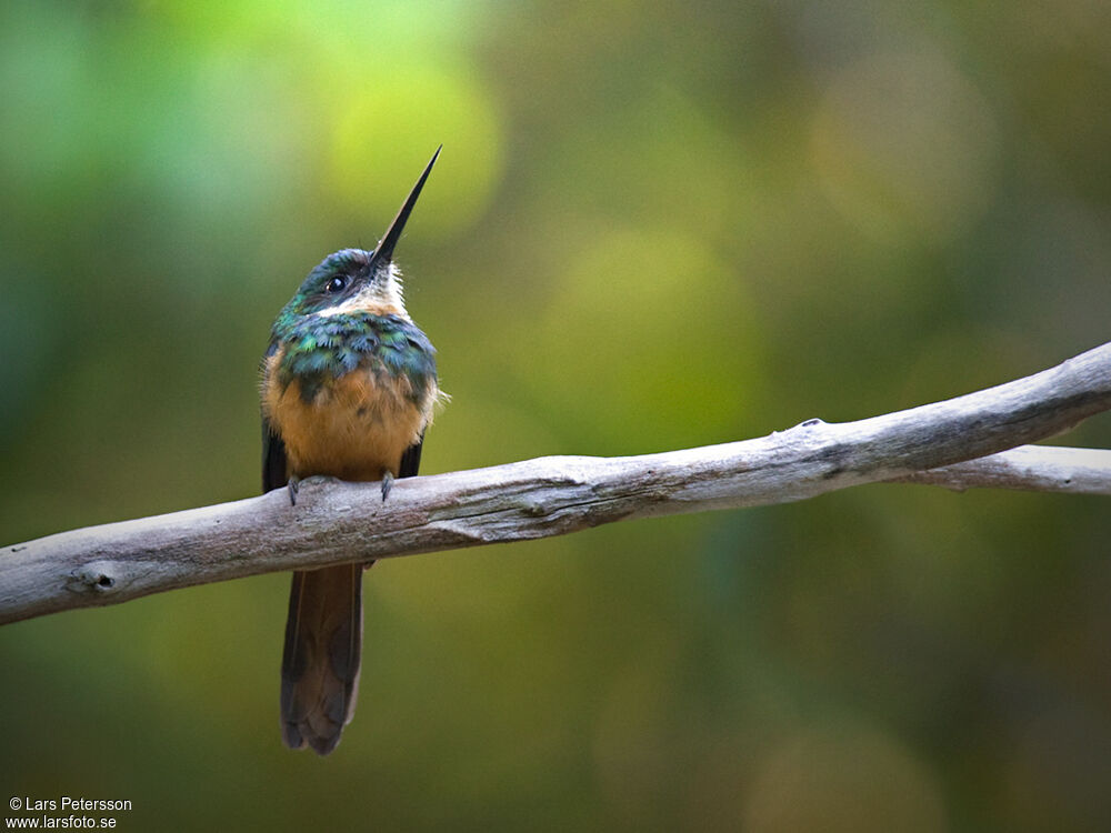 Rufous-tailed Jacamar