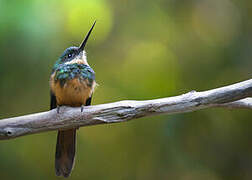 Rufous-tailed Jacamar