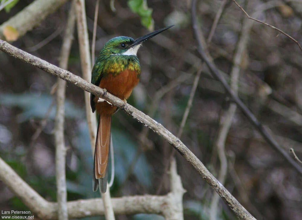 Rufous-tailed Jacamar male adult, identification