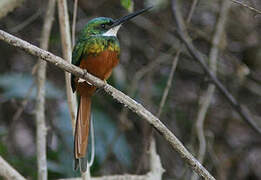 Rufous-tailed Jacamar