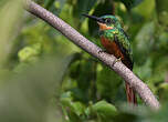 Jacamar à queue rousse