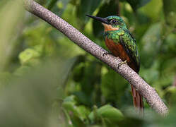 Jacamar à queue rousse