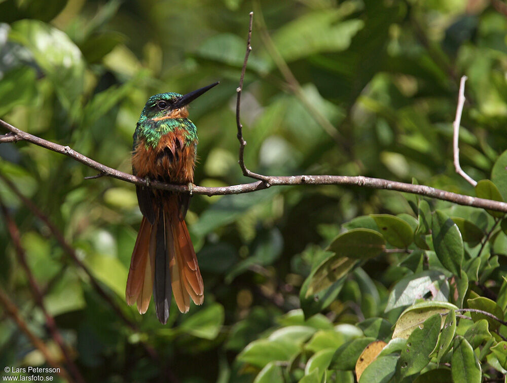 Rufous-tailed Jacamar