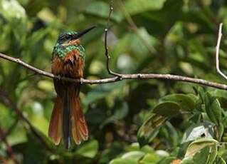 Jacamar à queue rousse