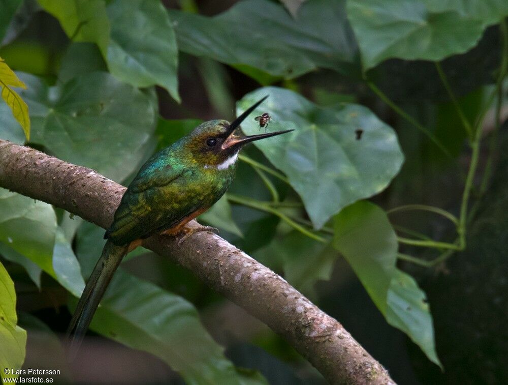 Rufous-tailed Jacamar