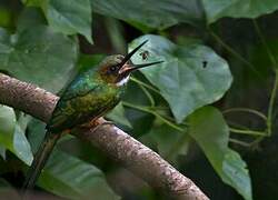 Rufous-tailed Jacamar