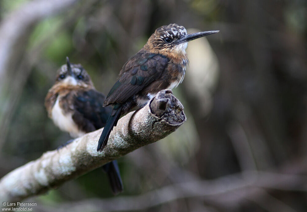 Brown Jacamar