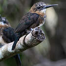 Jacamar brun