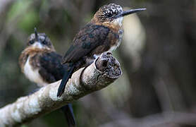 Brown Jacamar