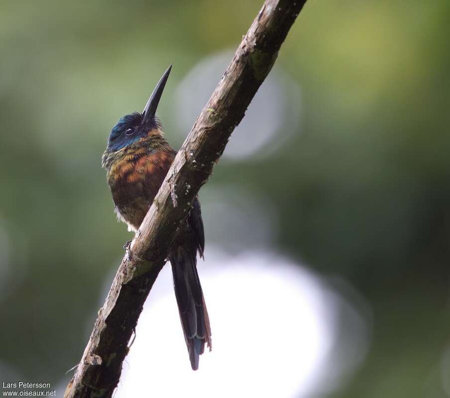 Jacamar violacéadulte, identification