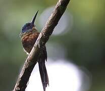 Jacamar violacé