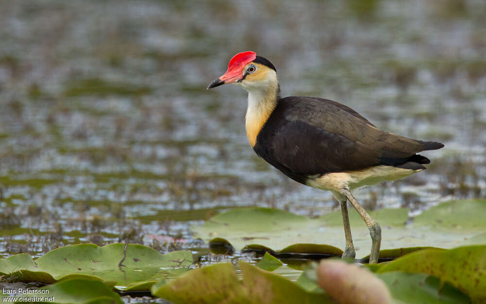 Jacana à crêteadulte