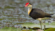 Jacana à crête