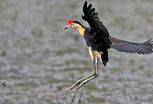 Jacana à crête