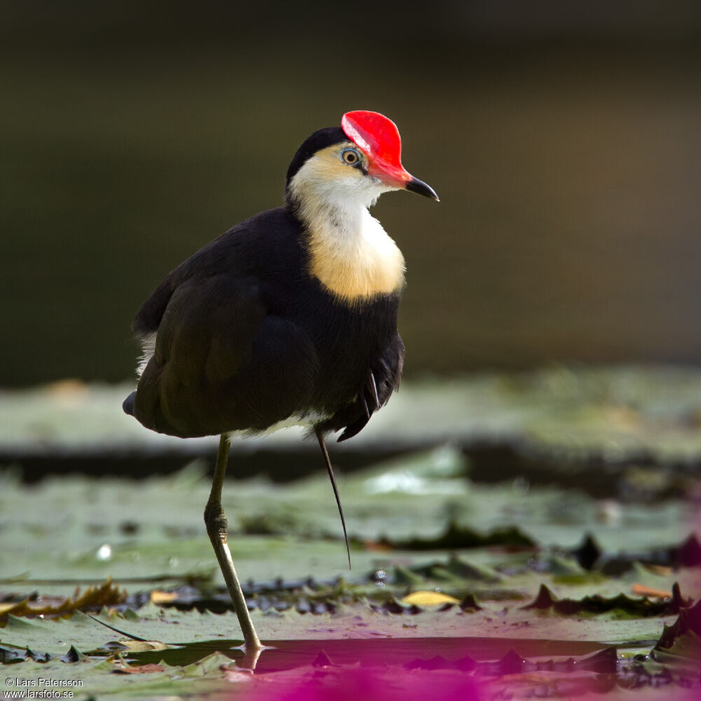 Jacana à crête