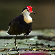 Comb-crested Jacana