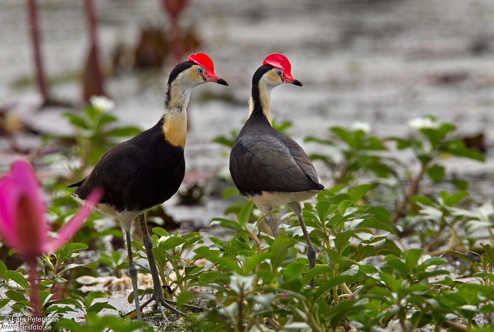 Jacana à crête