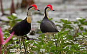 Jacana à crête