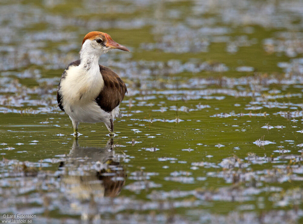 Comb-crested Jacana