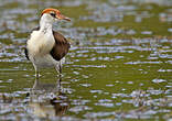 Jacana à crête