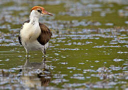 Comb-crested Jacana