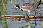 Jacana à longue queue