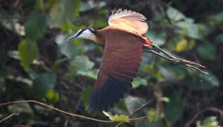 African Jacana