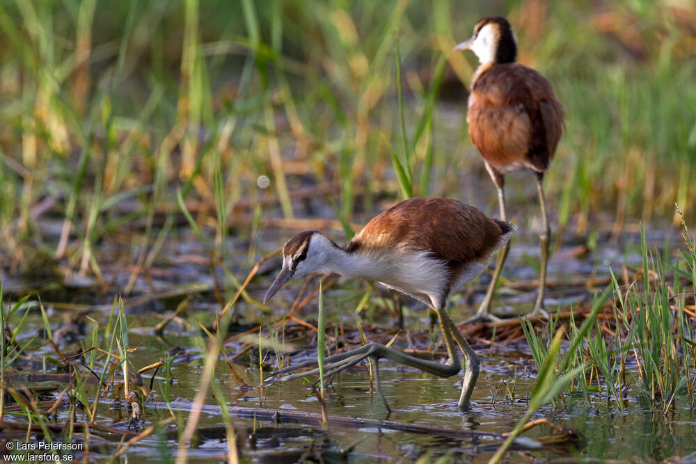 Jacana à poitrine dorée