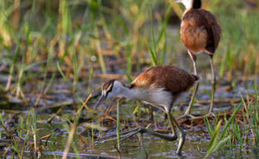 Jacana à poitrine dorée