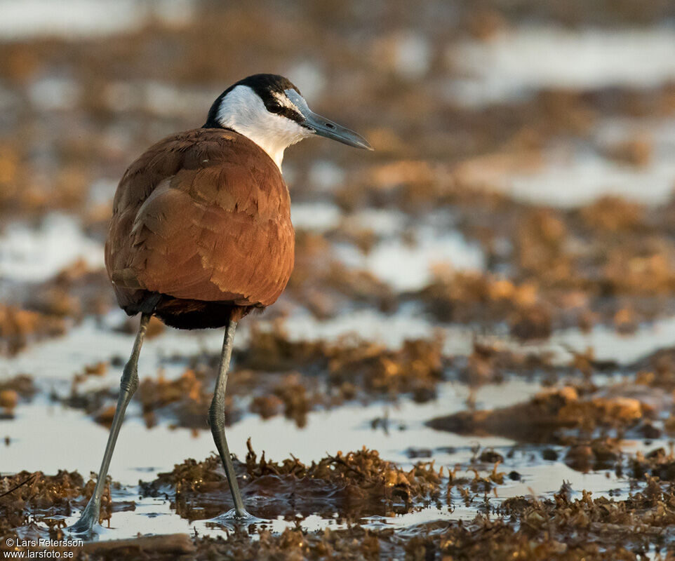 Jacana à poitrine dorée