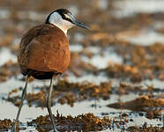 Jacana à poitrine dorée