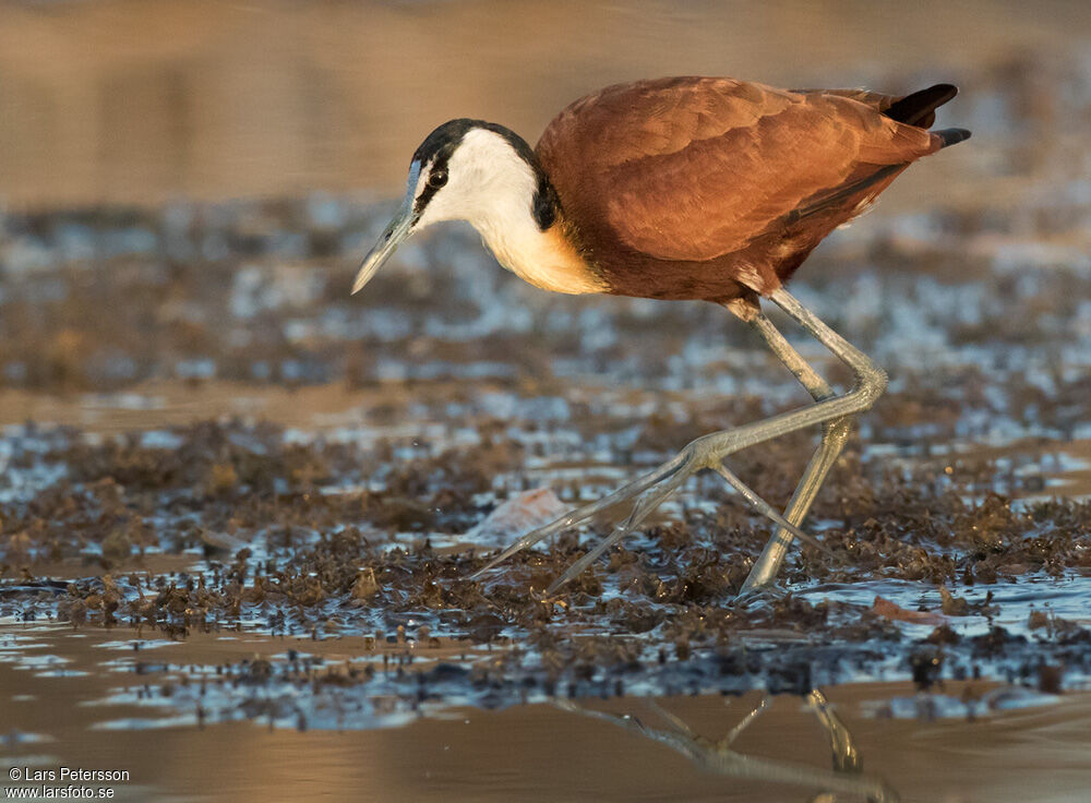 Jacana à poitrine dorée