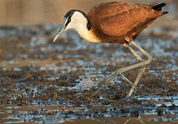 Jacana à poitrine dorée