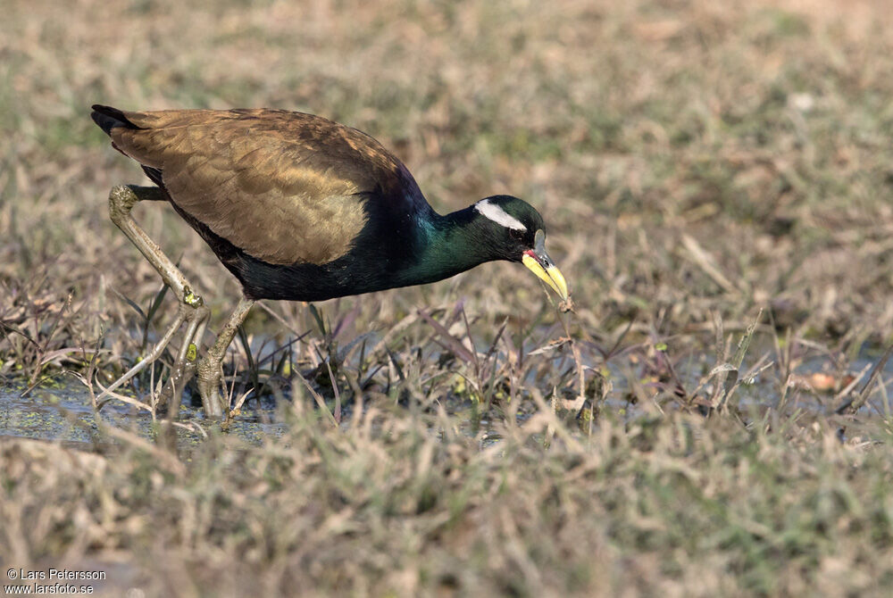 Bronze-winged Jacana